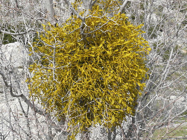 Mistletow bough in winter